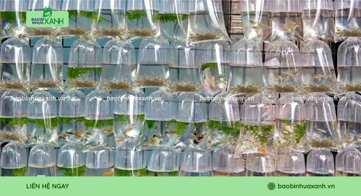Túi miệng bằng tôm giống