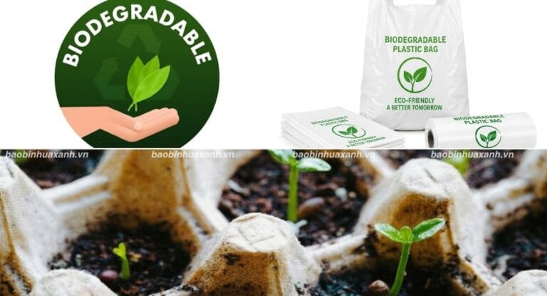 Biodegradable Là Gì? Tìm Hiểu Vật Liệu Thân Thiện Môi Trường