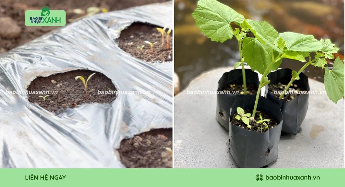 Màng phủ và túi ươm cây từ nhựa sinh học
