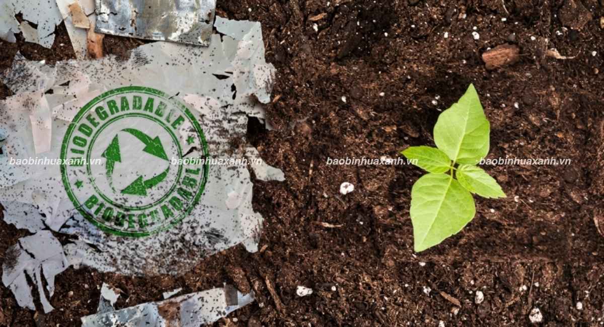 Nhựa Polyme Phân Hủy Sinh Học Phân Hủy Như Thế Nào?