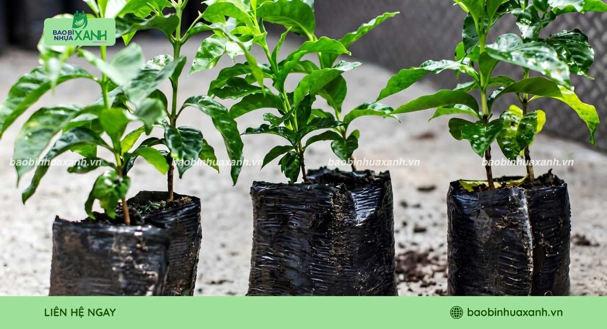 Túi đựng cây giống trong nông nghiệp
