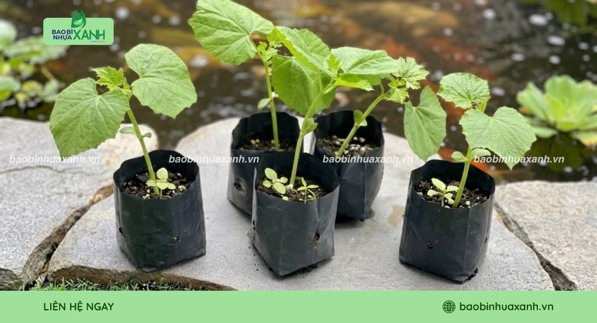 Túi ươm cây tự hủy sinh học dùng cho cây trồng