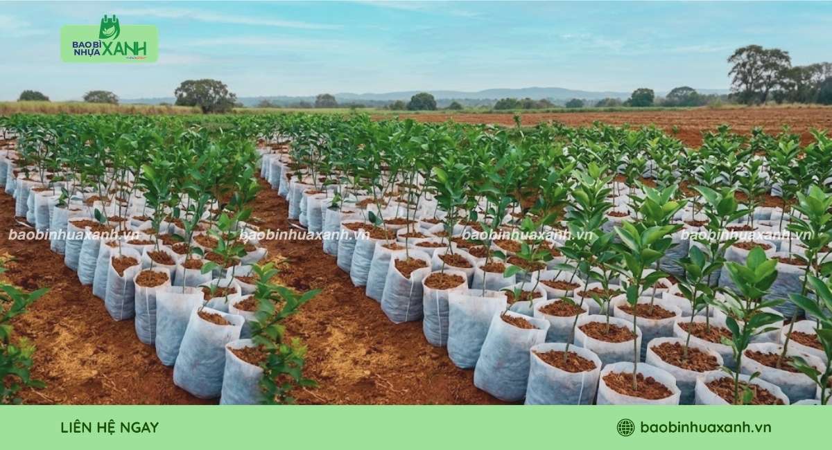 Lợi ích của túi ươm cây tự hủy sinh học